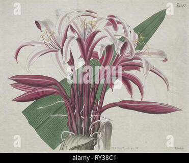 Die Botanical Magazine oder Blumengarten angezeigt: stattliche Crinum, 1823. S. Curtis (Britisch). Gravur, handkolorierte Stockfoto