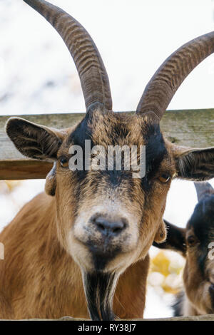 Braun Ziege mit großen Hörnern. Farm Animal. Stockfoto