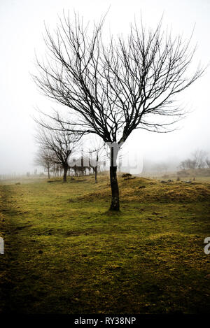 Bäume im Nebel bei Colliford resevoir Bodmin Moor Cornwall Stockfoto