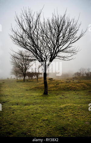 Bäume im Nebel bei Colliford resevoir Bodmin Moor Cornwall Stockfoto