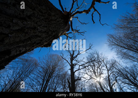 Urwald Urwald Sababurg, Hofgeismar, Weserbergland, Nordrhein-Westfalen, Hessen, Deutschland Stockfoto