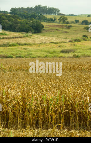 Felder mit Wald und trockenem Mais bereit zu ernten Stockfoto