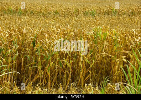 Agrarbereich mit trockenem Mais zur Ernte bereit Stockfoto