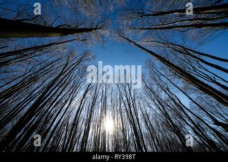 Urwald Urwald Sababurg, Hofgeismar, Weserbergland, Nordrhein-Westfalen, Hessen, Deutschland Stockfoto