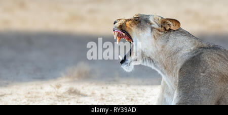 Löwin Gähnen und zeigt Zähne, während in der Kgalagadi Transfrontier Park ausruhen. Panthera leo Stockfoto