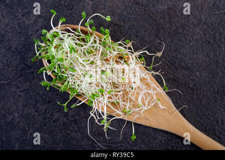 Frische, rohe Rotklee Sprossen. Stockfoto