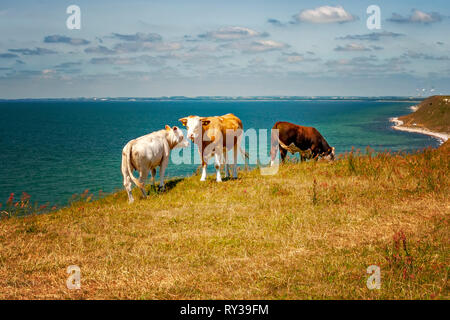 Eine kleine Herde grasende Kühe auf einer Klippe Weide in Schweden. Stockfoto