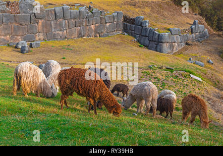 Eine Gruppe von Lamas und Alpakas weiden auf Zarte grüne Gras in der archäologischen Inka Ruinen von Sacsayhuaman in der Stadt Cusco, Peru. Stockfoto