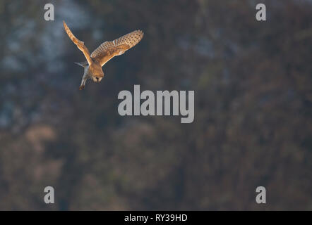 Scheune Owl-Tyto alba schwebt. Winter. Großbritannien Stockfoto