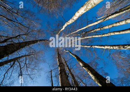 Urwald Urwald Sababurg, Hofgeismar, Weserbergland, Nordrhein-Westfalen, Hessen, Deutschland Stockfoto