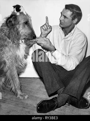 Katze, Hund, ZIMMER FÜR EINE WEITERE, 1952 Stockfoto