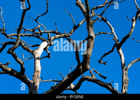 Urwald Urwald Sababurg, Hofgeismar, Weserbergland, Nordrhein-Westfalen, Hessen, Deutschland Stockfoto