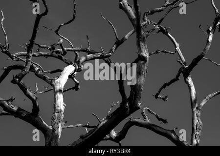 Urwald Urwald Sababurg, Hofgeismar, Weserbergland, Nordrhein-Westfalen, Hessen, Deutschland Stockfoto