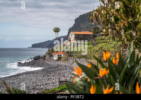 Strelitzien und der Strand von Faja dos Padres, Madeira, Portugal, Europa | Strelitzien und dem Strand in Faja dos Padres, Madeira, Portugal, Europa Stockfoto