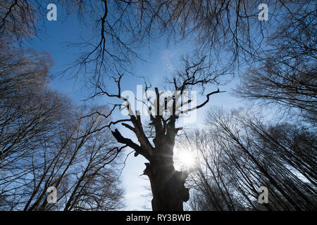 Urwald Urwald Sababurg, Hofgeismar, Weserbergland, Nordrhein-Westfalen, Hessen, Deutschland Stockfoto
