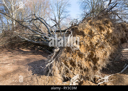 Urwald Urwald Sababurg, Hofgeismar, Weserbergland, Nordrhein-Westfalen, Hessen, Deutschland Stockfoto