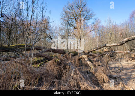 Urwald Urwald Sababurg, Hofgeismar, Weserbergland, Nordrhein-Westfalen, Hessen, Deutschland Stockfoto