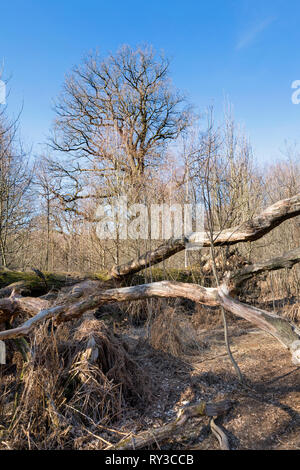 Urwald Urwald Sababurg, Hofgeismar, Weserbergland, Nordrhein-Westfalen, Hessen, Deutschland Stockfoto