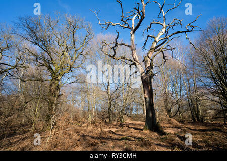 Urwald Urwald Sababurg, Hofgeismar, Weserbergland, Nordrhein-Westfalen, Hessen, Deutschland Stockfoto