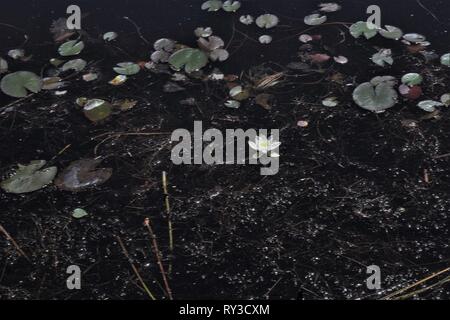 Zwerg weiße Seerose (Nymphaea Candida) Blüte im Moor Pool in der Nähe von Celle, Niedersachsen, Deutschland Stockfoto