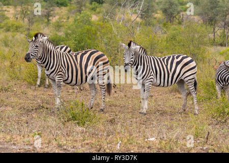 Ein Paar von Zebra stehend auf einem Gras bedeckte Feld Stockfoto