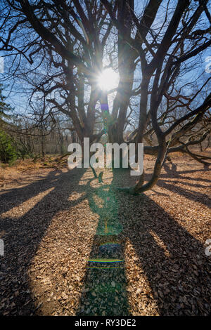 Zwerg Buche, Urwald Urwald Sababurg, Hofgeismar, Weserbergland, Nordrhein-Westfalen, Hessen, Deutschland Stockfoto