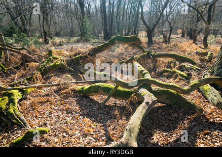 Urwald Urwald Sababurg, Hofgeismar, Weserbergland, Nordrhein-Westfalen, Hessen, Deutschland Stockfoto