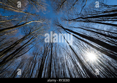 Urwald Urwald Sababurg, Hofgeismar, Weserbergland, Nordrhein-Westfalen, Hessen, Deutschland Stockfoto