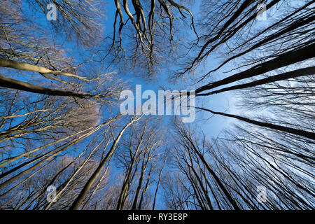 Urwald Urwald Sababurg, Hofgeismar, Weserbergland, Nordrhein-Westfalen, Hessen, Deutschland Stockfoto