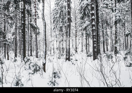 Snowy europäischen Wald, Winter Landschaft am Tag. Hintergrund Foto Stockfoto