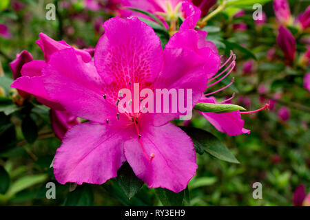 Rosa Garten Azalee Stockfoto