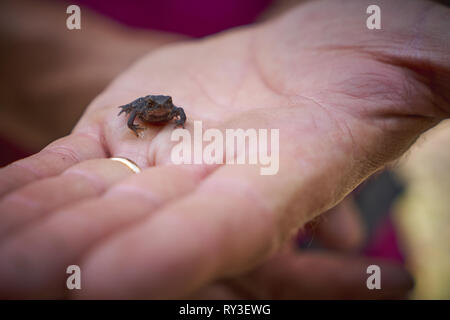 Ein Baby von Italienischen stream Frosch (Rana italica), ein Froscharten, die in den Familie Ranidae in Italien gefunden. Querformat. Stockfoto