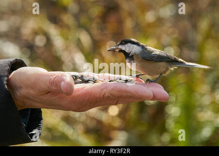 Schwarz capped chickadee ein Handout. Eine schwarze capped chickadee fed Sonnenblumenkerne. Stockfoto