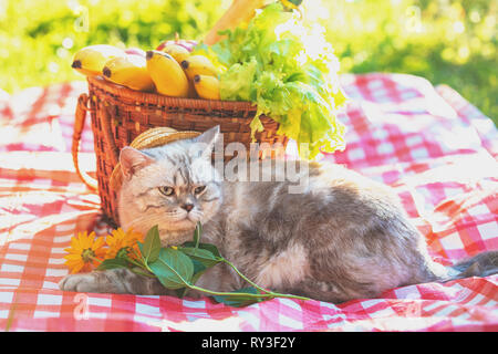 Die Katze sitzt auf einer Decke in der Nähe ein Picknickkorb im Sommer Stockfoto