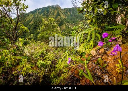 Dominica, Morne Trois Pitons Nationalpark eingeschrieben auf der Liste des Weltkulturerbes der UNESCO, Blick auf den Nationalpark Spitzen aus dem Regenwald Unterholz, auf den Spuren der zu kochenden See Stockfoto