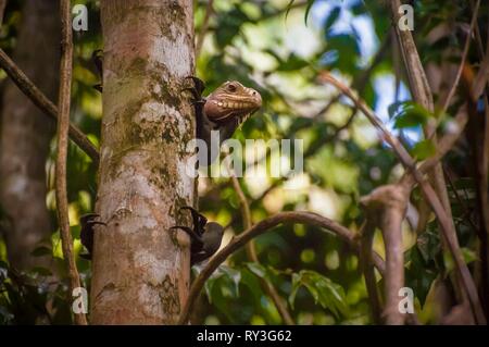 Dominica, Portsmouth, Lesser Antillen Leguan (Iguana delicatissima) auf einer Amtsleitung mit Blick auf den Indischen Fluss geklettert Stockfoto