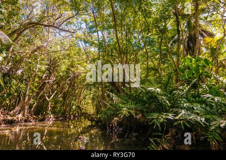 Dominica, Portsmouth, Indian River Stockfoto