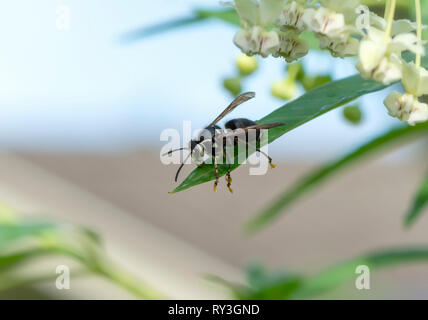 Kahle Stellen Wasp ruht auf einem Blatt, mit seidenpflanzen Pollinien Ketten auf die Beine. Stockfoto