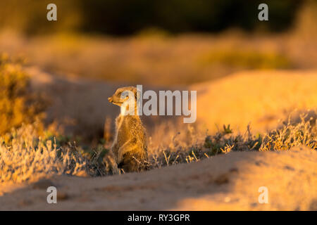 Erdmännchen in den Morgen Stockfoto