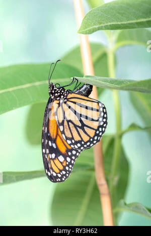 Monarchfalter Danaus plexippus monarch butterfly ein Weibchen Eier auf milkweed Stockfoto