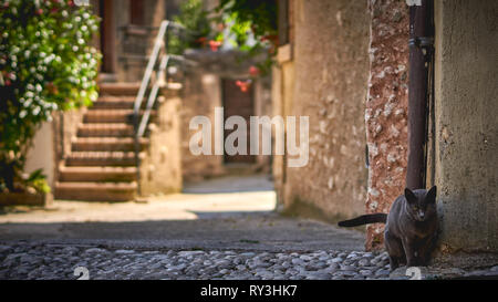 Eine schwarze Katze in einer Gasse in einem typischen mittelalterlichen italienischen Dorf während ein Sommertag. Querformat. Stockfoto