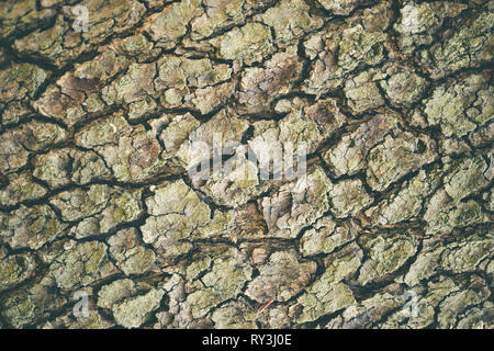 Textur von alten, großen Baum Rinde im tiefen Wald. Geeignet für Artikel Hintergrund über natürliche oder Möbel. Stockfoto