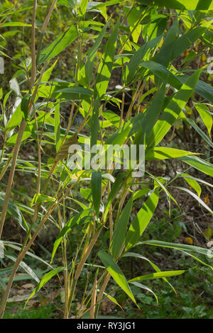 ​Japanese Bambus. (Arundinaria japonica) Laub. Die Ventilschäfte und lange lanceolate​ scharfen, spitzen Blättern. Stockfoto