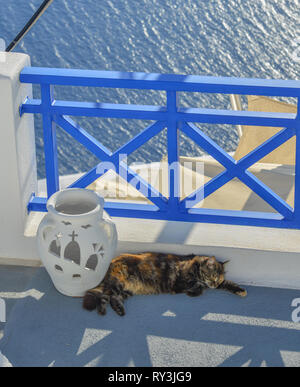 Eine hübsche Katze geniessen auf der Insel Santorin, Griechenland. Stockfoto