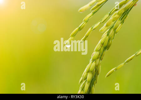 Closeup Reissaatgut in Reisfeldern und Tropfen Tau mit Morgenlicht. Konzept der Landwirtschaft oder Regenzeit. Stockfoto