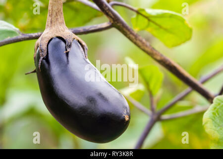 Aubergine ist auf dem Baum und hat ein Blatt im Hintergrund. Konzept der Landwirtschaft oder organischen Bauernhöfen. Stockfoto