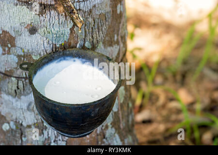 Die latex gummi fließt unten von der Baum in die Schüssel und Morgensonne. Stockfoto