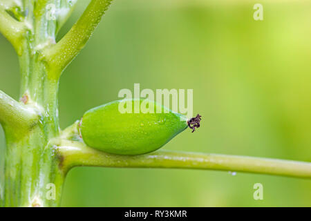 Kleine papaya ist nass mit einem Tropfen Wasser auf den Baum in der organischen Farm und Morgensonne. Stockfoto