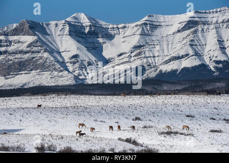 Inländische Pferde grasen auf verschneiten Hügel vor der Rocky Mountains im Winter bei Ya Ha Tinda Ranch Alberta Stockfoto