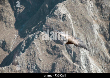 Flying Condor über schweren trocken Berghang in Peru Stockfoto